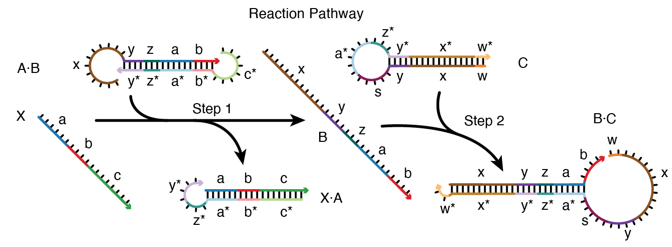 Reaction pathway schematic.